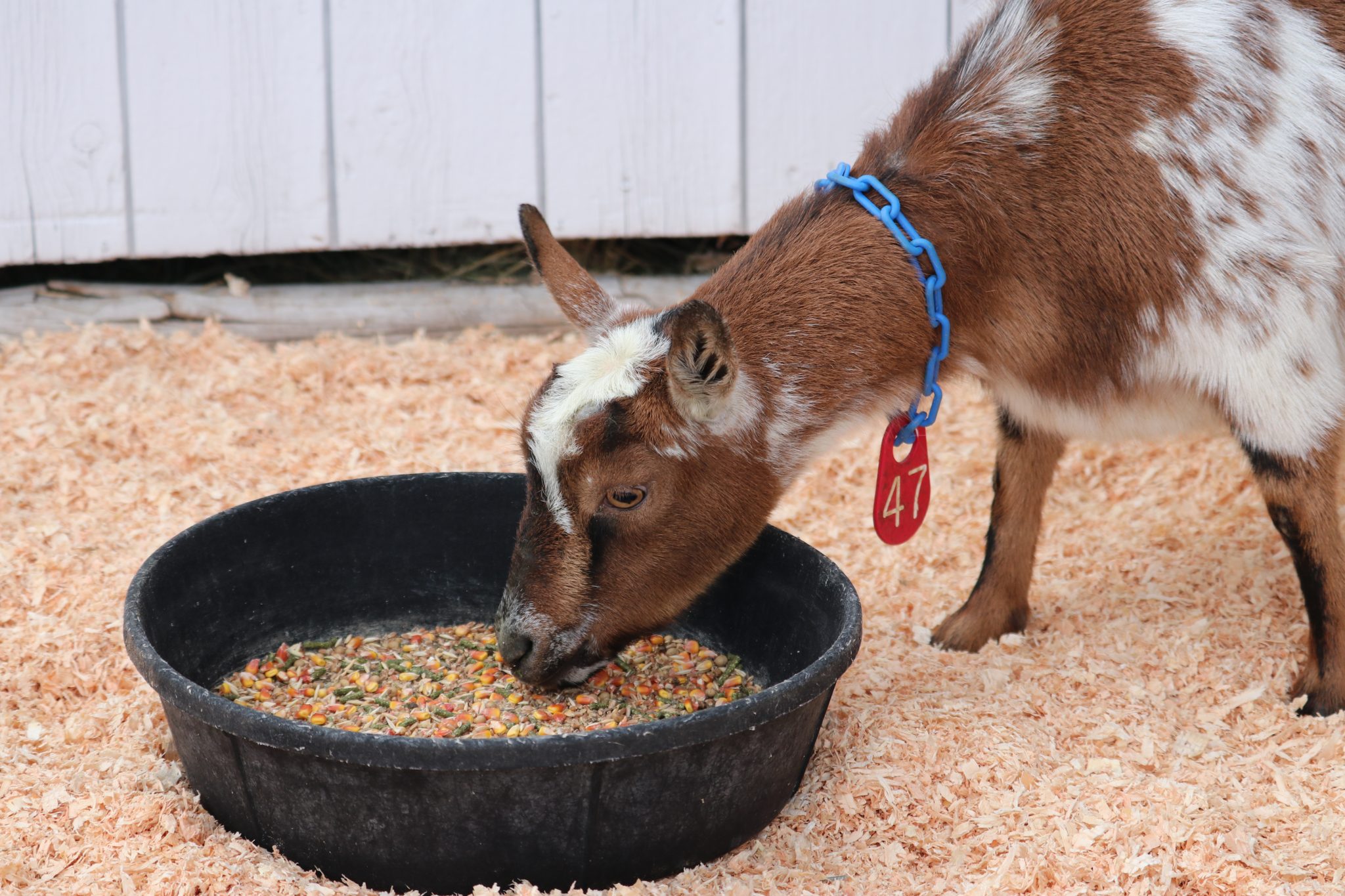How to Increase Milk Production in Goats Backyard Goats